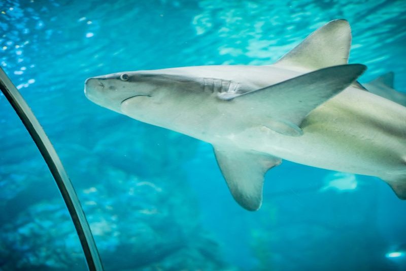 coex-aquarium-seoul_large.jpg