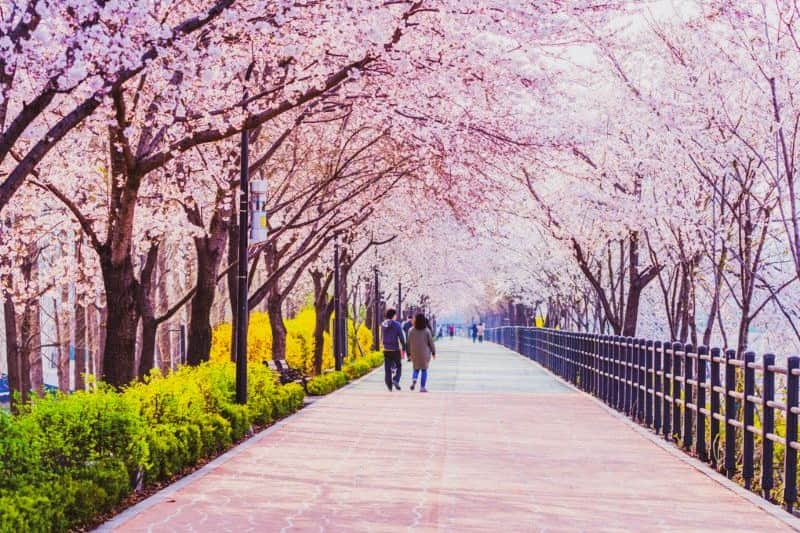 korea-tour-agency_large.jpg