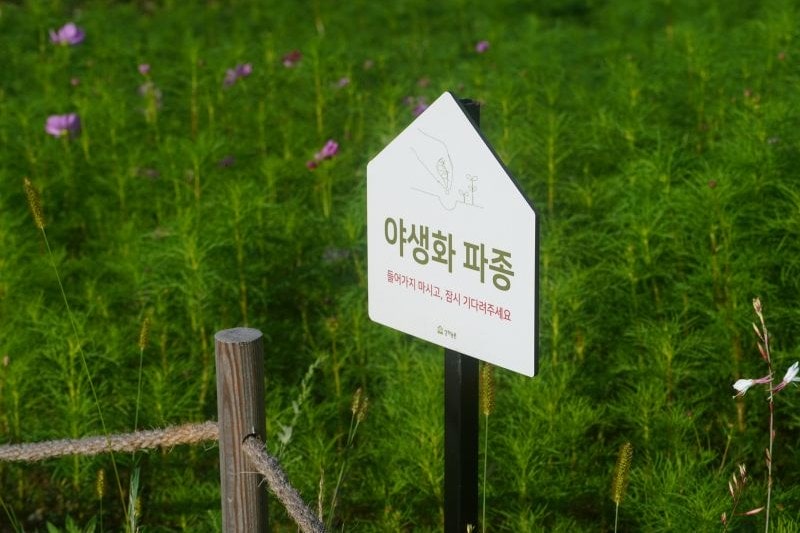 musim-panas-di-korea-bulan-apa_large.jpg