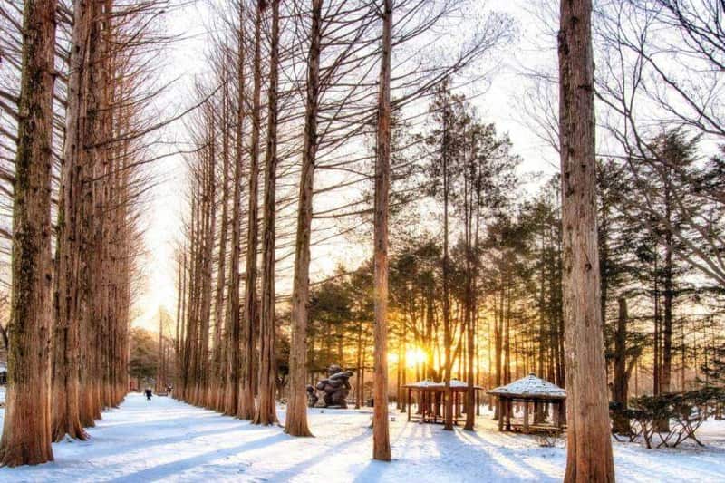 nami-island-south-korea-masih-menjadi-icon-tour-korea-2024_large.jpg