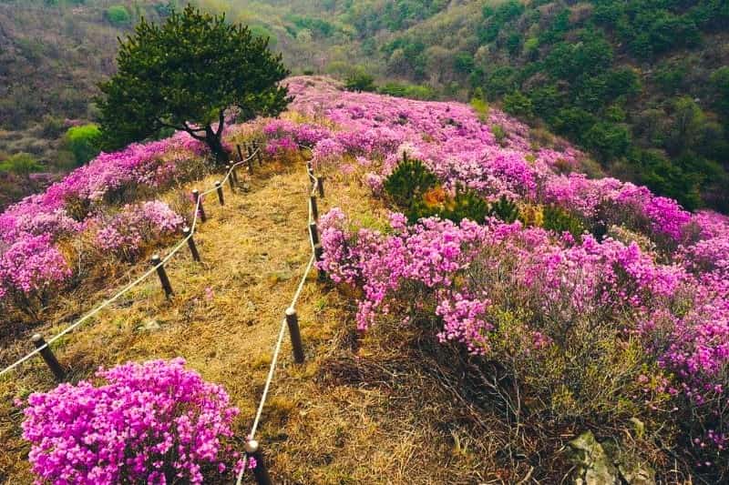 open-trip-ke-korea_large.jpg