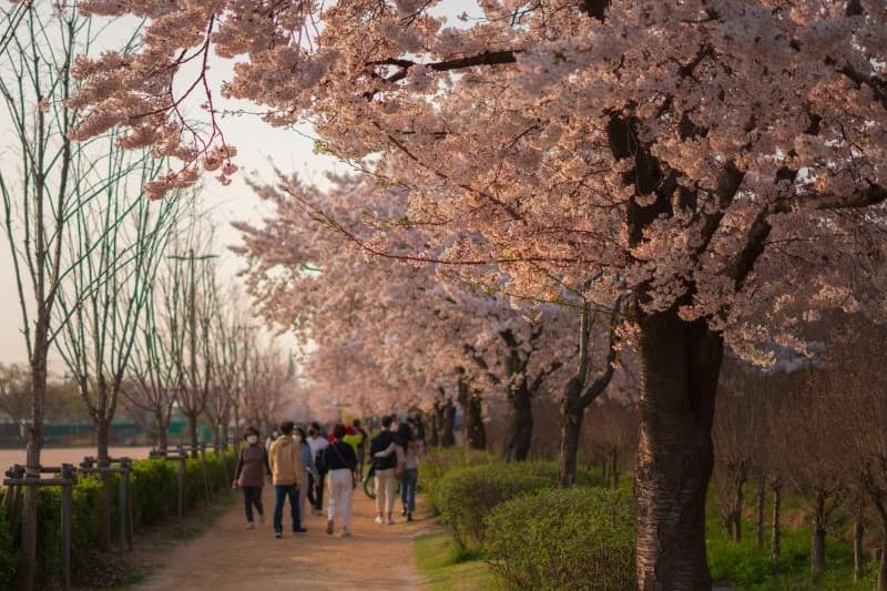 paket-tour-korea-cherry-blossom-seoul_large.jpg