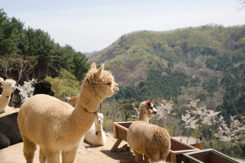tour-ke-korea-selatan_large.jpg